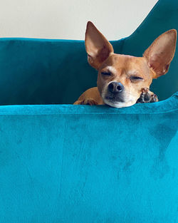 Portrait of dog relaxing on bed