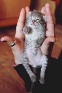 Cropped image of hand holding kitten