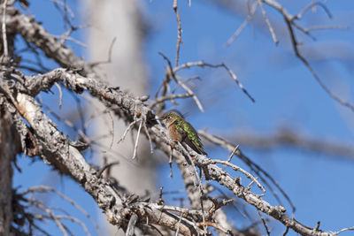 A broad tailed hummingbird in a tree in cedar breaks national monument in utah