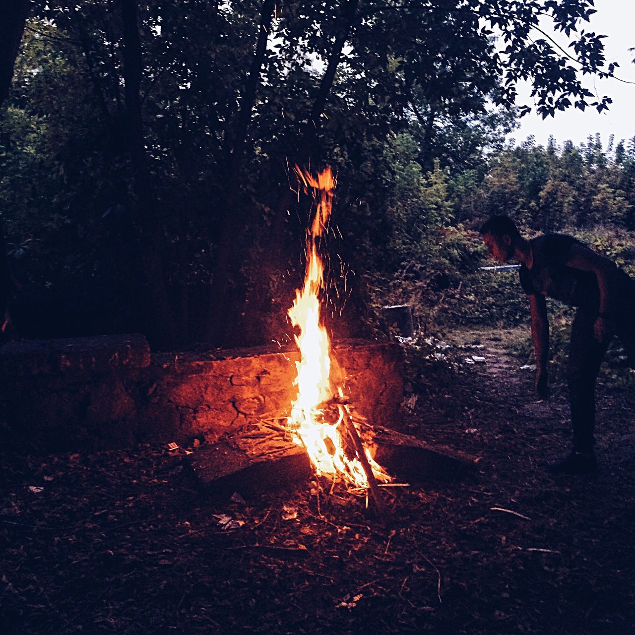 tree, flame, burning, fire - natural phenomenon, heat - temperature, glowing, outdoors, nature, bonfire, woodland, no people