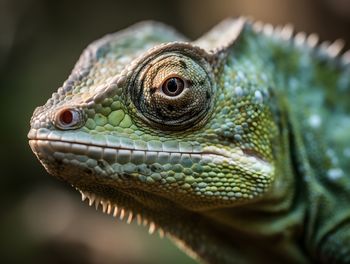 Close-up of iguana