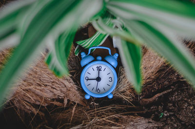 Close-up of clock on plant