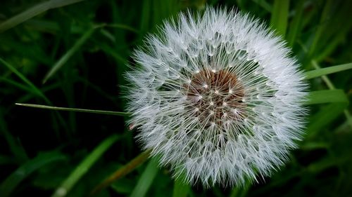 Close-up of dandelion