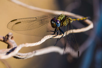 Close-up of damselfly on leaf