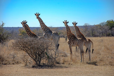 South african giraffe 