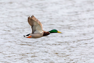 Bird flying over lake