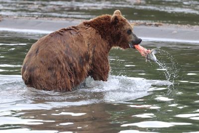Side view of bear fishing in river