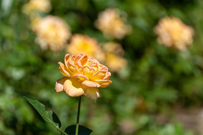 Close-up of yellow flowering plant