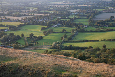 Scenic view of agricultural field