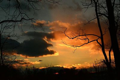 Silhouette of bare trees against cloudy sky