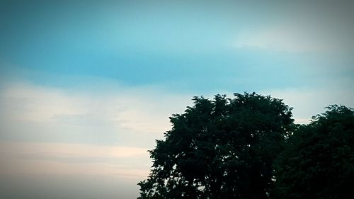 Low angle view of silhouette tree against sky