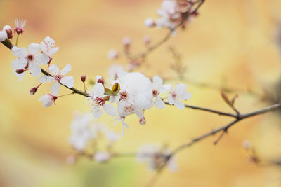 Close-up of cherry blossoms in spring