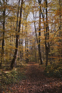 Trees in forest during autumn