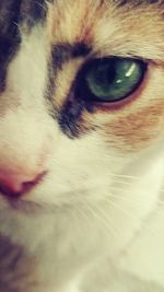 Close-up portrait of cat