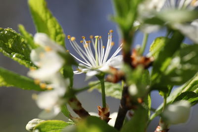 Close-up of purple flowering plant