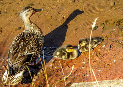 High angle view of birds in water