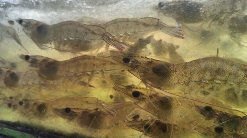 Close-up of fish swimming in sea