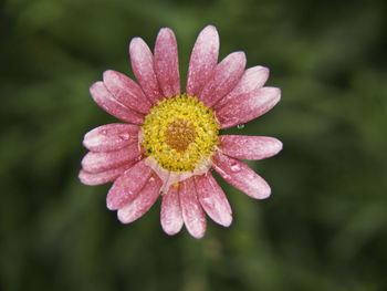 Close-up of pink flower blooming outdoors