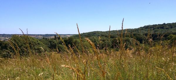 Plants growing on land against clear sky