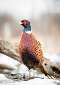 Bird perching on wood during winter