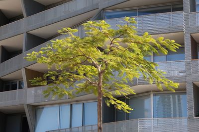 Low angle view of tree by building in city