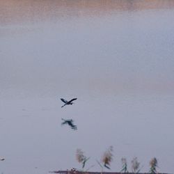 Low angle view of bird flying in sky