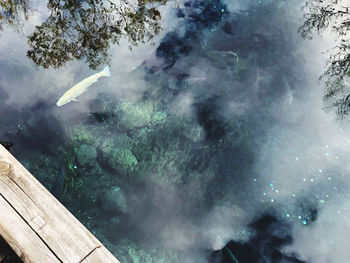 High angle view of sea and trees