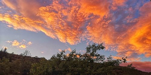 Low angle view of silhouette trees against dramatic sky