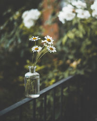 Close-up of white flowers in glass vase on railing