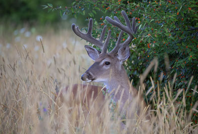 Deer in a field