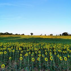 Scenic view of sunflower field against sky