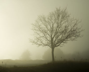 Bare tree on landscape against sky