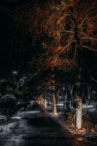 View of trees at night