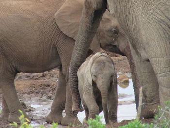 indian elephant