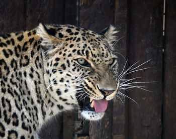 Close-up of a cat