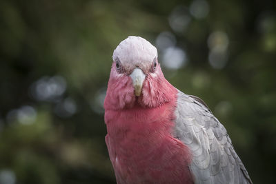 Close-up of parrot perching