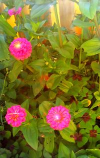 Close-up of pink flowers