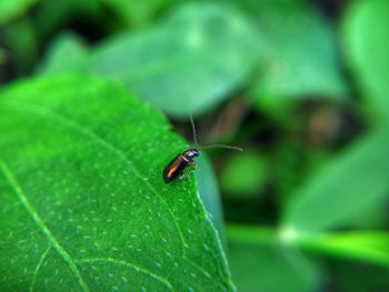 Close-up of insect on leaf