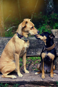 Dog looking away outdoors