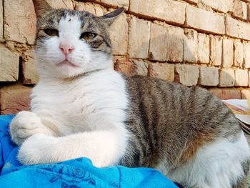 Close-up of cat sitting against wall