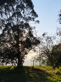 Trees on field against clear sky