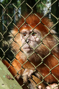 Face of a long tailed monkey with blonde fur is exposed to the sun while behind bars of the cage.