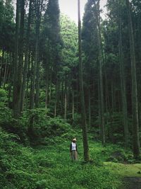 Woman standing by trees in forest