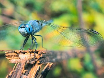 Close-up of dragonfly on plant