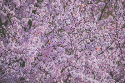 Close-up of pink cherry blossoms in spring