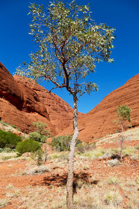 Tree by mountain against clear blue sky