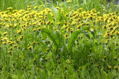 Close-up of wet grass on field