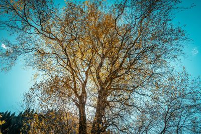 Low angle view of tree against clear sky