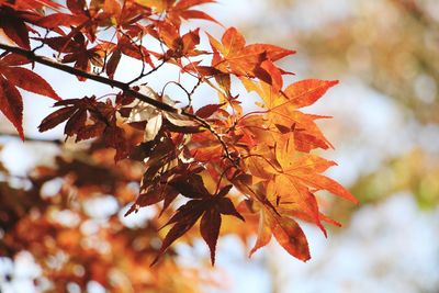 Low angle view of maple leaves on tree