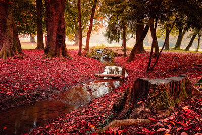 Autumn leaves in lake